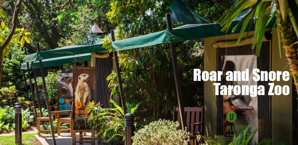 Roar and Snore Taronga Zoo
